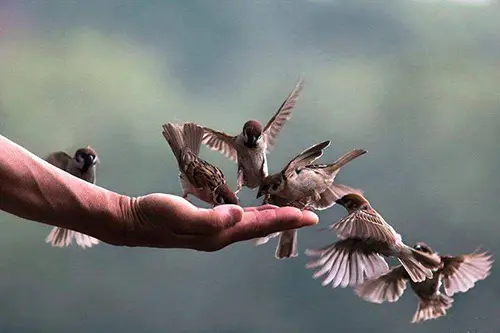 Nuôi dưỡng tâm từ bi