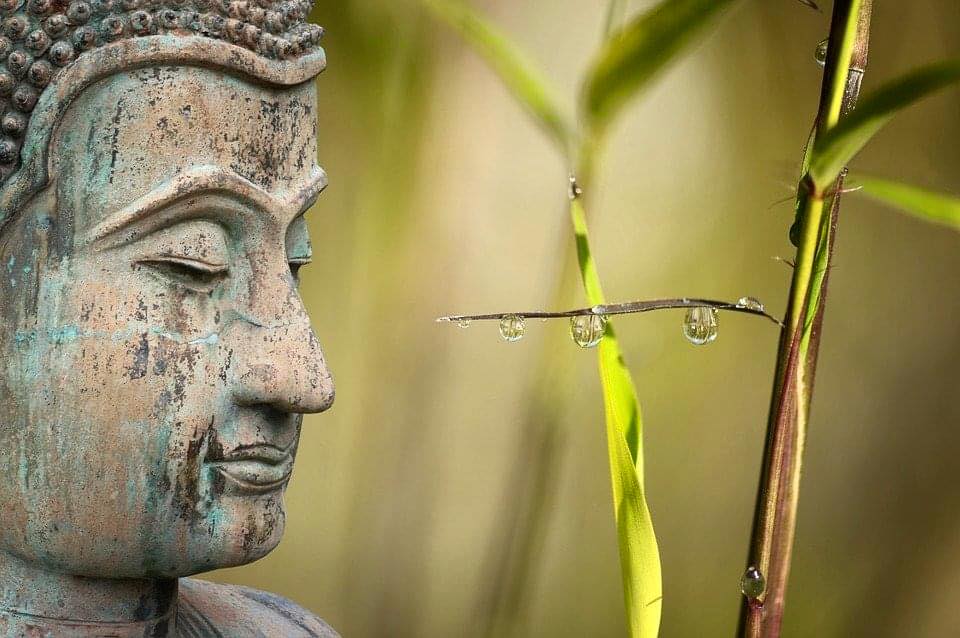Câu chuyện tiền thân Đức Phật: Giải thoát sự trói buộc