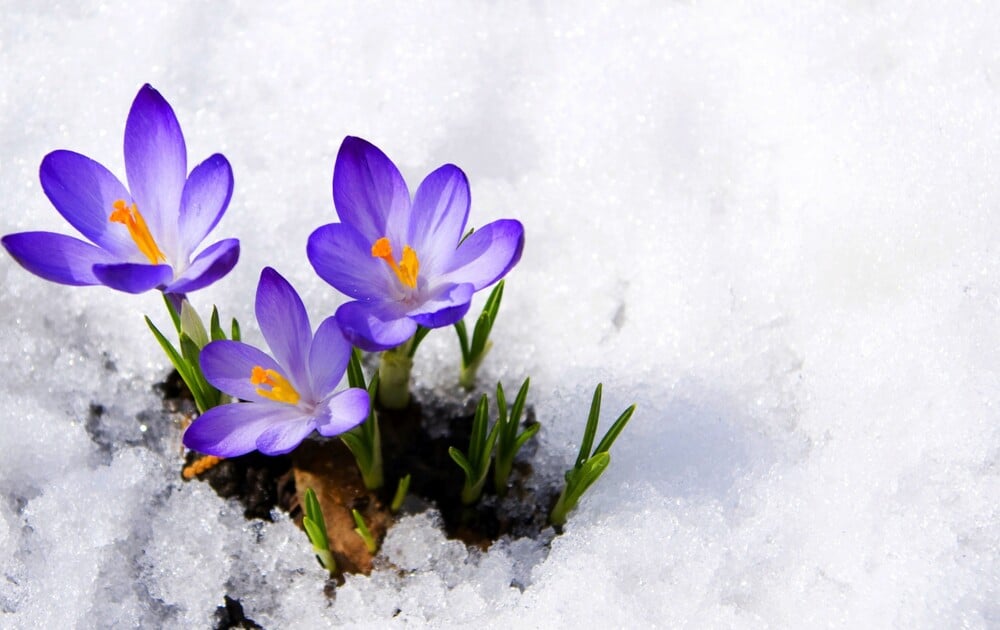 flower-snow-flowers-beautiful-winter-nature-wallpaper-ios-8