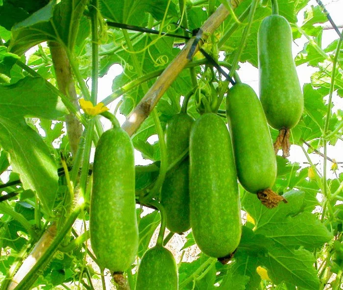 5 Thực Phẩm Thanh Lọc Thận Tự Nhiên, Nên Ăn Mỗi Ngày Để Thận Khỏe